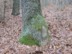 Quercus cerris (Austrian oak) - an individual that has originated from the stump shoot of the mother tree after it was cut down (a typical feature is the thickened base)