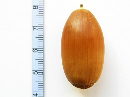 Quercus cerris (Austrian oak) - acorn without cupule