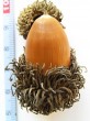 Quercus cerris (Austrian oak) - acorn stored in a spiny cupule