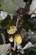 Quercus cerris (Austrian oak) - acorns at the end of the first year