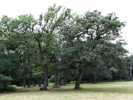 Quercus cerris (Austrian oak) - group of  oaks (Lednice-Valtice area)