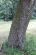Quercus cerris (Austrian oak) - bork
