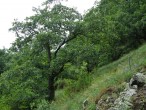 Quercus cerris (Austrian oak) - Boky National Nature Reserve