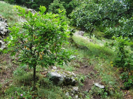 Quercus cerris (Austrian oak) - as a cover tree species (NPR Boky)
