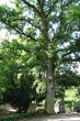 Quercus cerris (Austrian oak) - Mlyňany Arboretum
