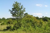 Quercus cerris (Austrian oak) - Kopáč Island, Protected Landscape Area Dunajské luhy (savannah landscape similar to the African savannah)