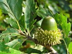 Quercus cerris (Austrian oak) - acorn at the end of the second year (just before ripening)
