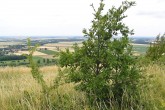 Quercus cerris (Austrian oak) - NPR Devínska Kobyla
