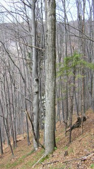 Ulmus glabra (Wych elm) - in forest growth, it creates a relatively straight, continuous trunk