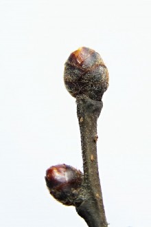 Ulmus glabra (Wych elm) - flower bud