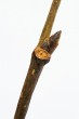 Ulmus glabra (Wych elm) - leaf bud