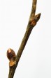Ulmus glabra (Wych elm)