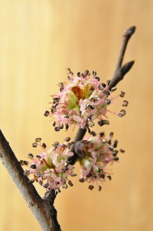 Ulmus glabra (Wych elm)
