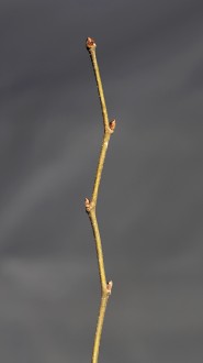 Ulmus glabra (Wych elm)