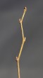 Ulmus glabra (Wych elm)