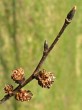 Ulmus glabra (Wych elm)