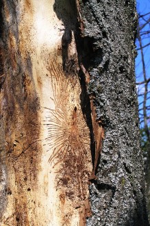 Ulmus glabra (Wych elm) - trunk infested by bark beetles of the genus Scolytus