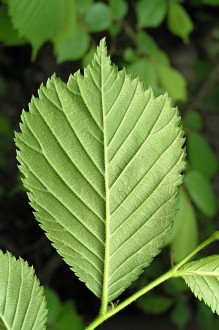 Ulmus glabra (Wych elm) - underside