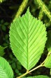 Ulmus glabra (Wych elm) - upper side