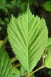 Ulmus glabra (Wych elm) - the leaves are often 3 to 5 - pointed at the tip (tricuspis form)