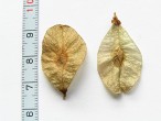 Ulmus glabra (Wych elm)