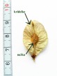 Ulmus glabra (Wych elm)