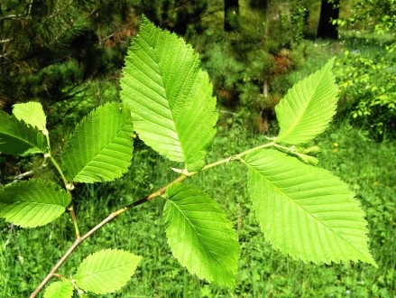 Ulmu laevis (European white elm) - twig with the leaves