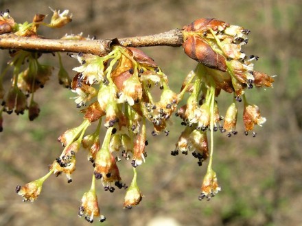 Ulmu laevis (European white elm)