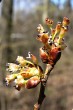 Ulmu laevis (European white elm)