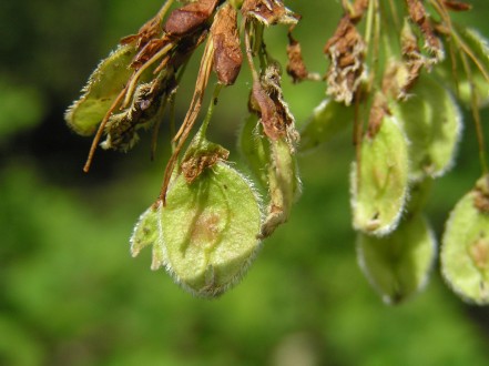 Ulmu laevis (European white elm)