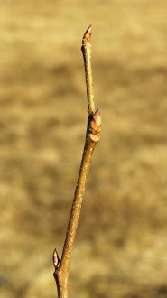 Ulmu laevis (European white elm)
