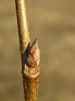 Ulmu laevis (European white elm)