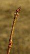 Ulmu laevis (European white elm)