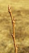 Ulmu laevis (European white elm)