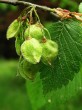 Ulmu laevis (European white elm)