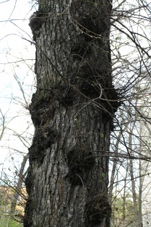 Ulmu laevis (European white elm) - stem flaking