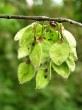 Ulmu laevis (European white elm)