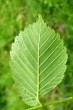Ulmu laevis (European white elm) - underside