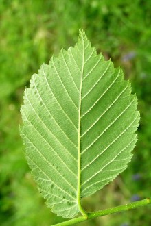 Ulmu laevis (European white elm) - underside