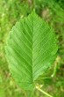 Ulmu laevis (European white elm) - upperside