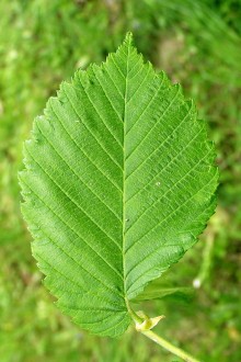 Ulmu laevis (European white elm) - upperside