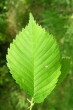 Ulmu laevis (European white elm) - upperside
