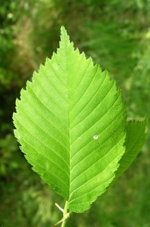 Ulmu laevis (European white elm) - upperside