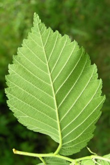 Ulmu laevis (European white elm) - underside