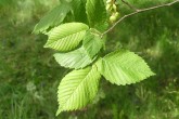 Ulmu laevis (European white elm) - twig with the leaves