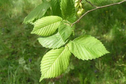 Ulmu laevis (European white elm) - twig with the leaves