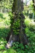 Ulmu laevis (European white elm) - the bork
