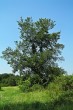 Ulmu laevis (European white elm)