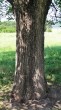 Ulmu laevis (European white elm) - the bork
