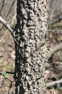 Ulmus minor (Field elm) - cork formation on the trunk